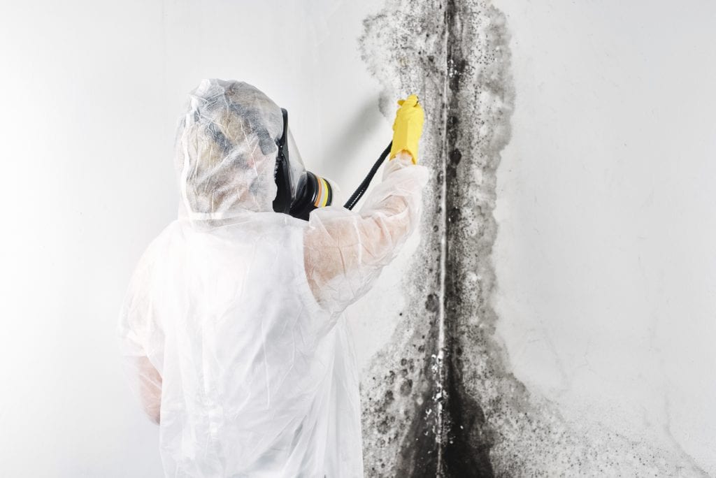 Mold Remediation Concord, CA | Mold Removal & Remediation