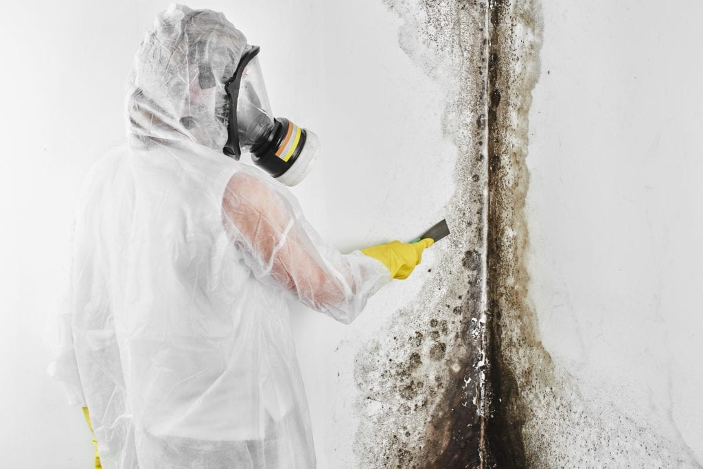 Mold Testing Expert