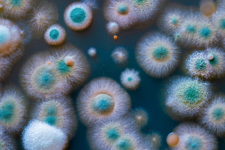 close up petri of dish with microbe colony