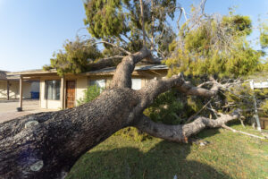 tree removal service