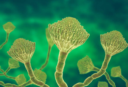 Aspergillus fumigatus