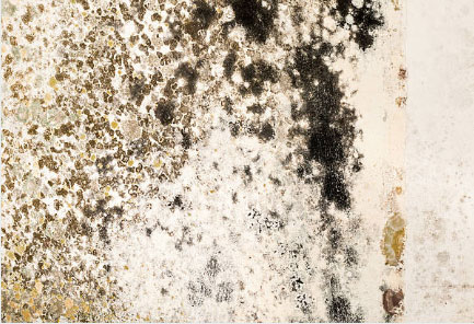 black mold