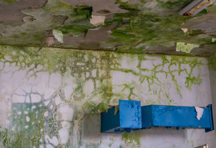 green mold