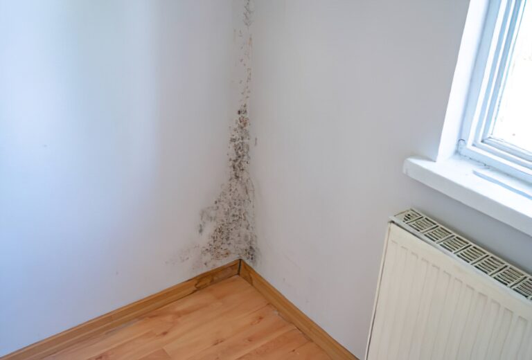 Visible mold growing on an interior wall