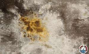 Mold growing on a damp wall in a residential home