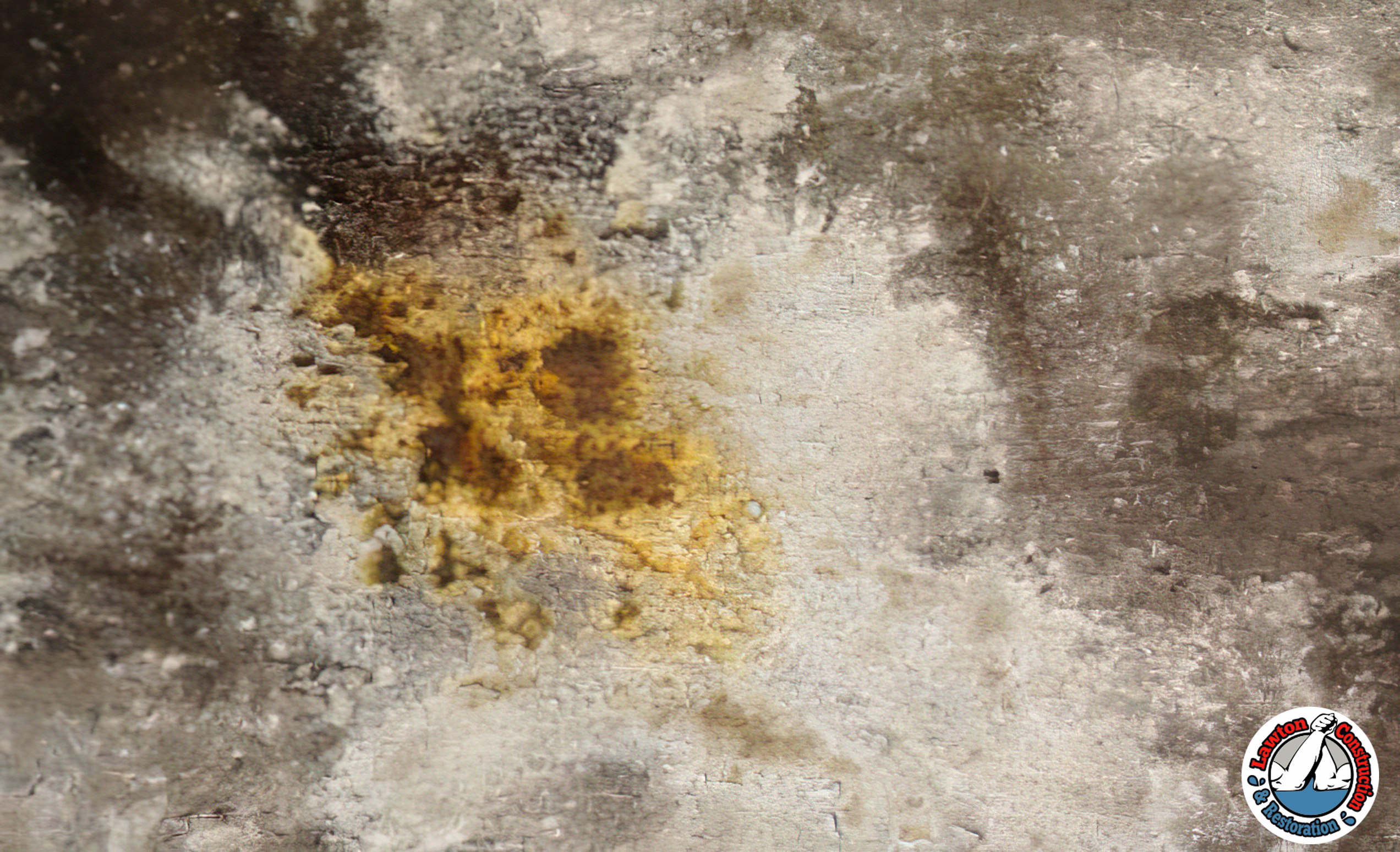 Mold growing on a damp wall in a residential home