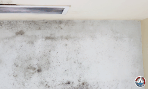 Mold growth on a damp wall in a poorly ventilated room